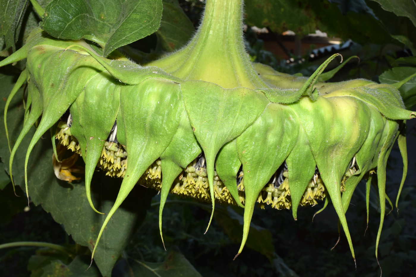 Image of Helianthus annuus specimen.