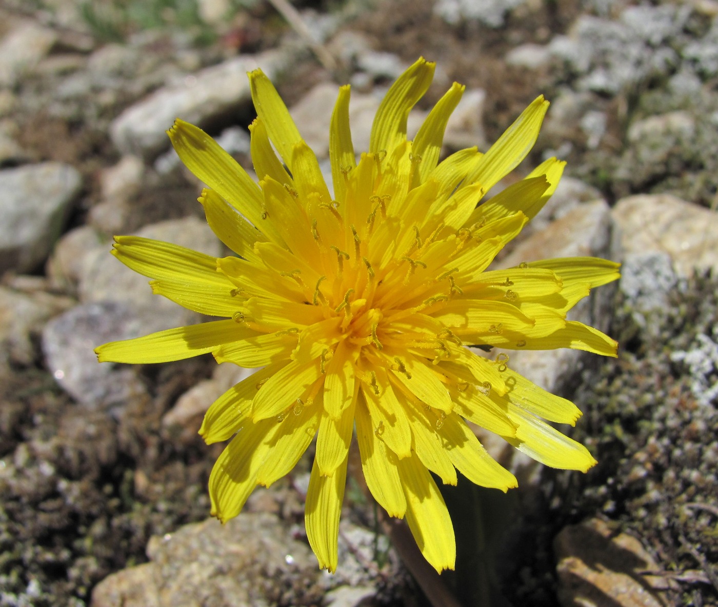 Image of Taraxacum stevenii specimen.