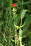 Lychnis chalcedonica