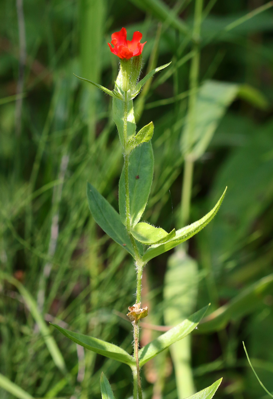 Изображение особи Lychnis chalcedonica.