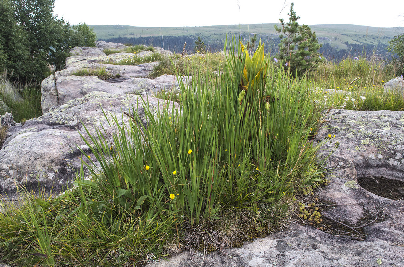 Image of Iris sibirica specimen.