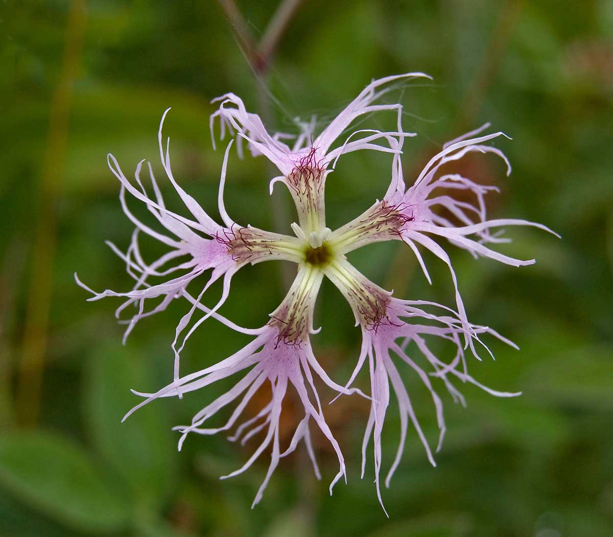 Изображение особи Dianthus superbus.