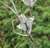 Lilium monadelphum