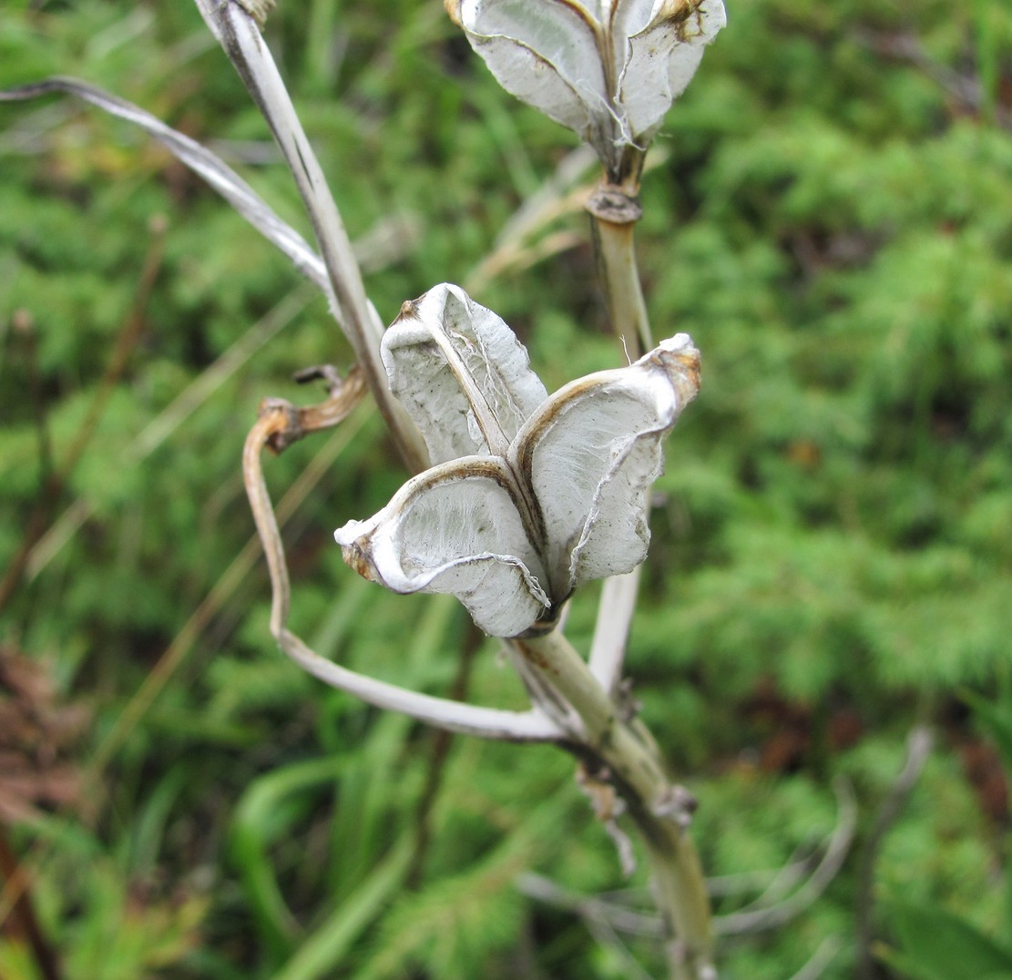 Image of Lilium monadelphum specimen.