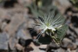 Capparis herbacea