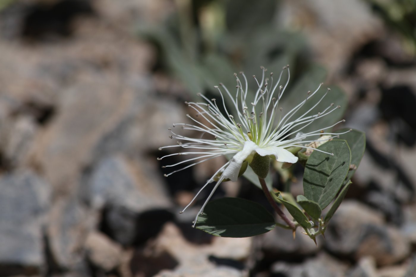 Изображение особи Capparis herbacea.