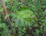 Acer tataricum