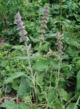 Stachys balansae