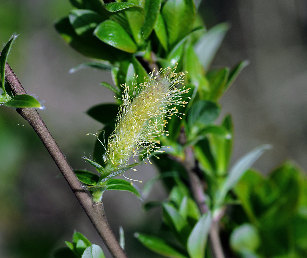 Image of genus Salix specimen.