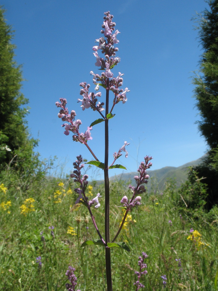 Image of Nepeta nuda specimen.