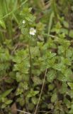 Euphrasia maximowiczii