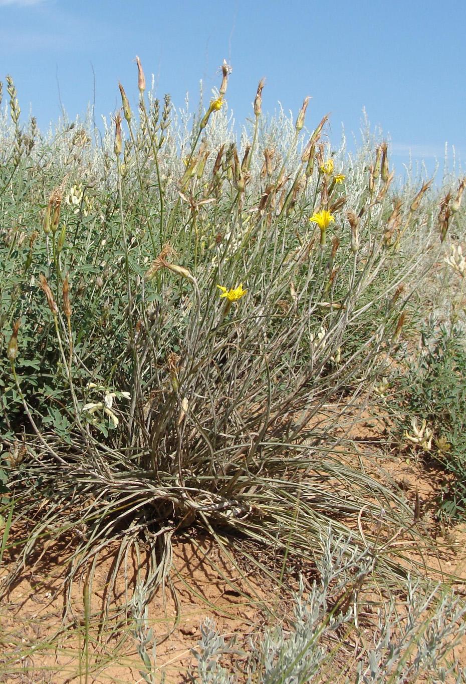 Image of genus Scorzonera specimen.