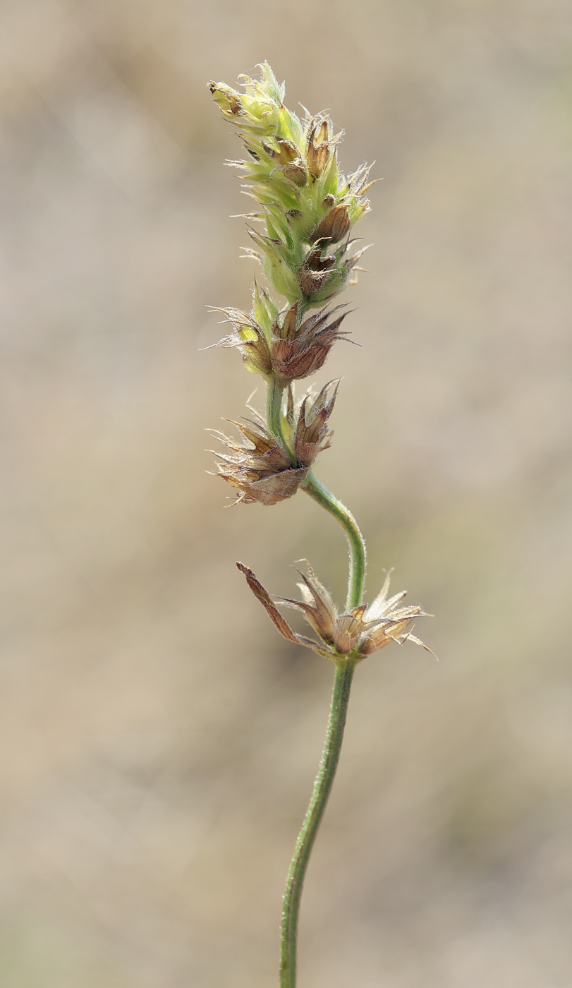 Image of familia Lamiaceae specimen.