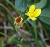 Saxifraga hirculus