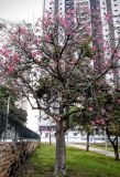 Ceiba speciosa
