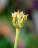 Trollius riederianus