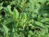 View full-size image Solanum tuberosum