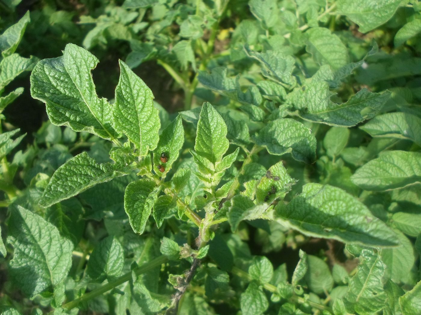 Изображение особи Solanum tuberosum.