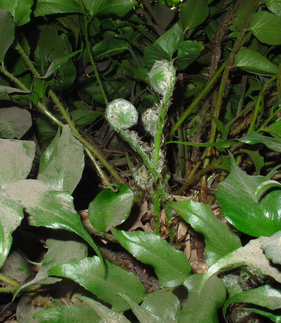 Image of Cyrtomium falcatum specimen.