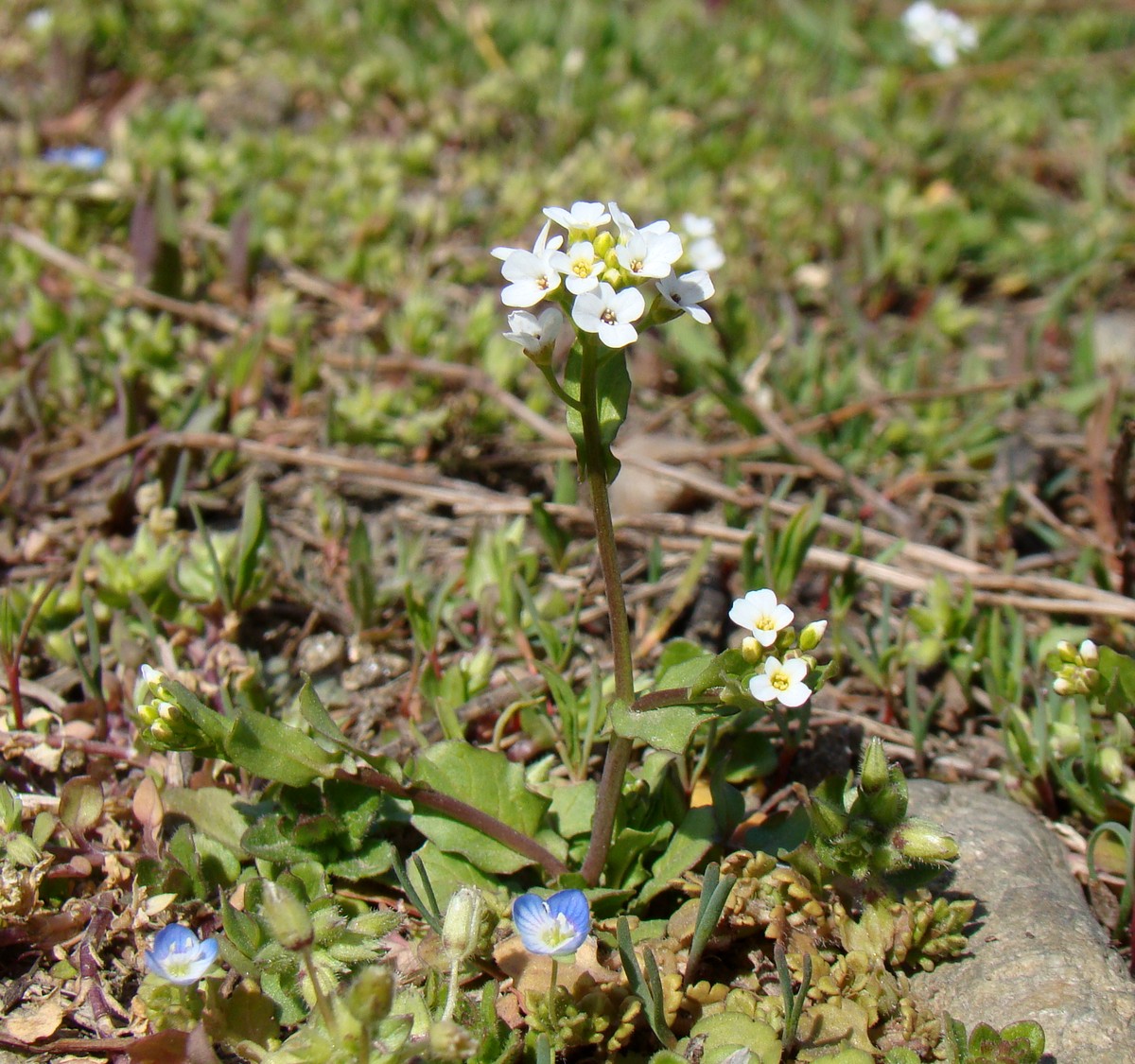 Изображение особи Calepina irregularis.