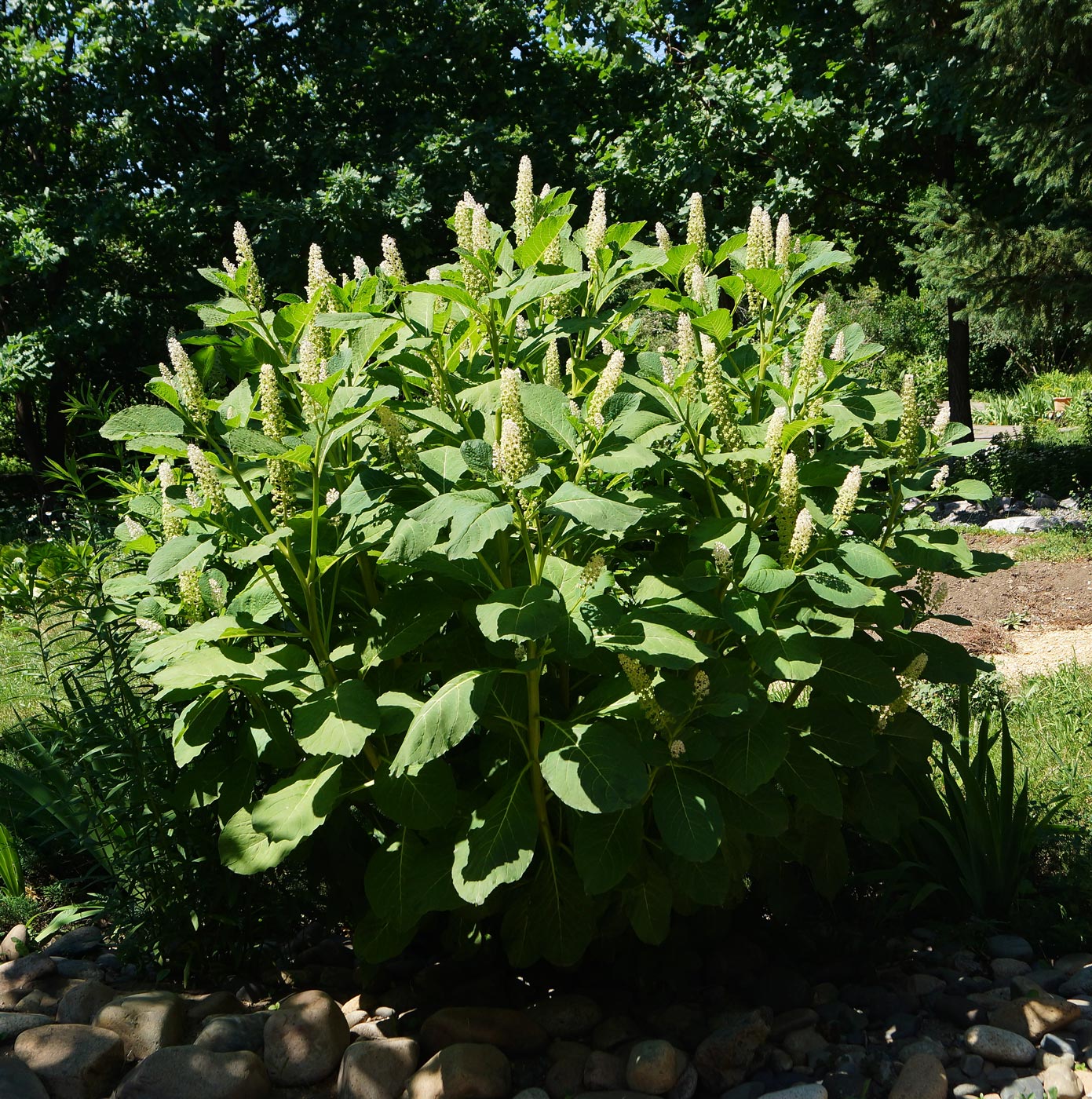 Изображение особи Phytolacca acinosa.