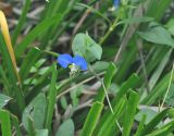 Commelina communis