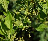 Euonymus europaeus