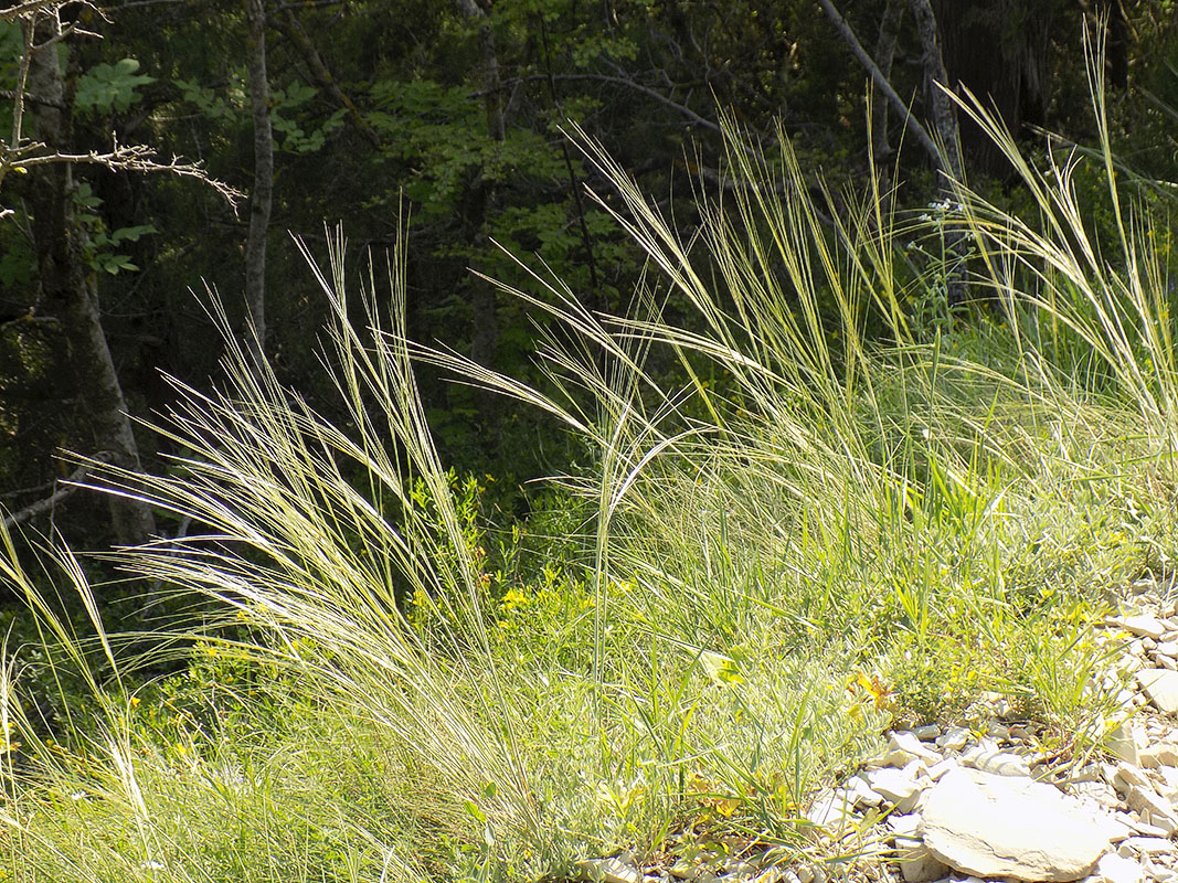 Image of Stipa lessingiana specimen.