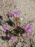 Galeopsis ladanum