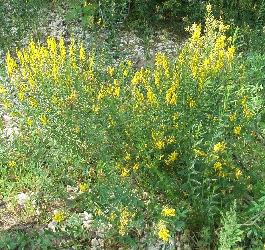 Изображение особи Genista tinctoria.