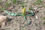 Tulipa korolkowii. Растение с раскрывающимся бутоном на лёгкой песчаной почве. Узбекистан, Ташкентская обл., Кибрайский р-н, предгорья хр. Каржантау севернее пос. Майский, на склонах холмов у карьеров белого кварцевого песка в окр. кирпичного завода. 18.03.2018.
