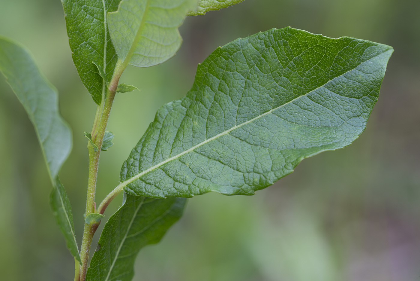 Изображение особи Salix starkeana.