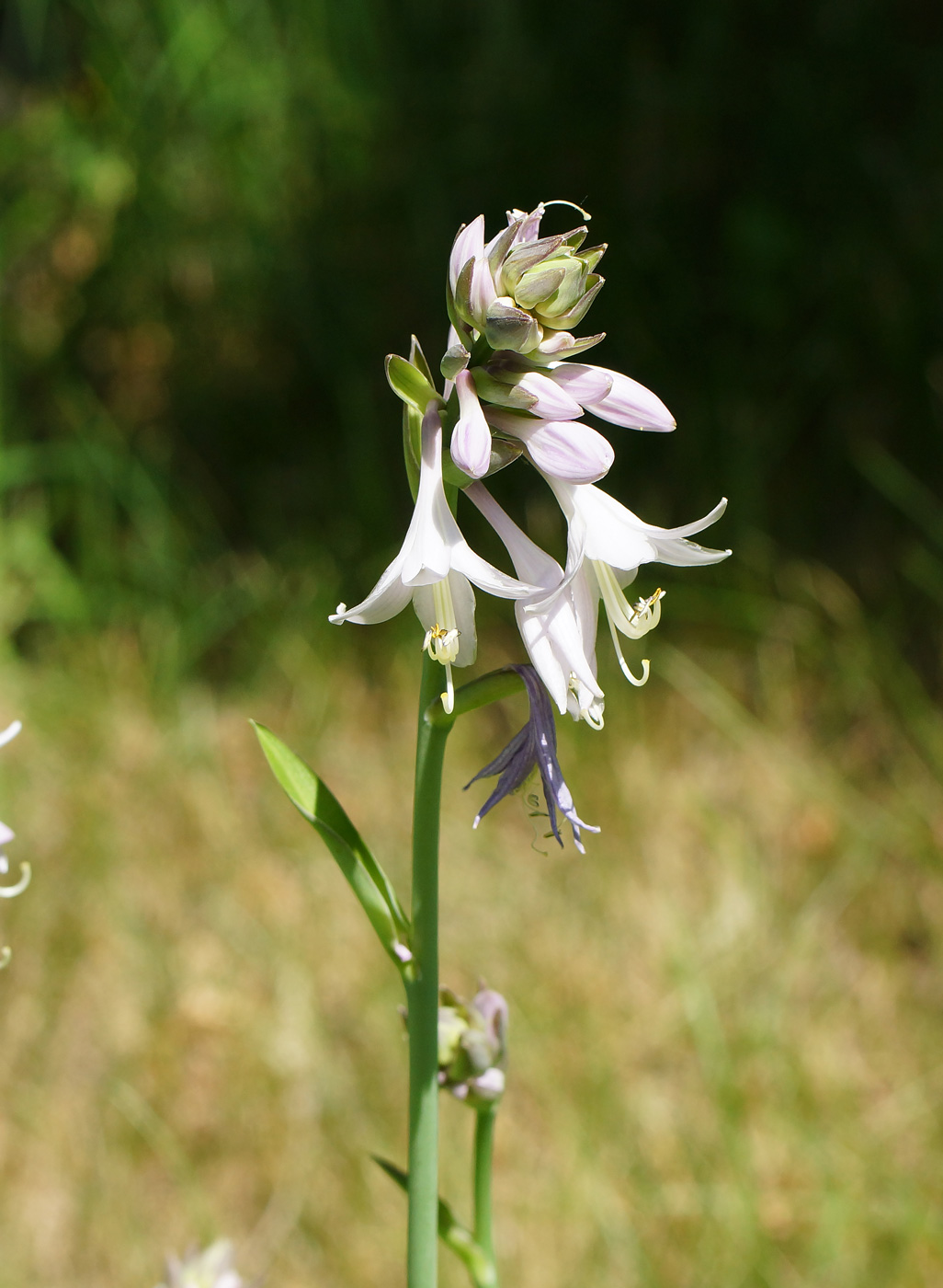 Изображение особи род Hosta.