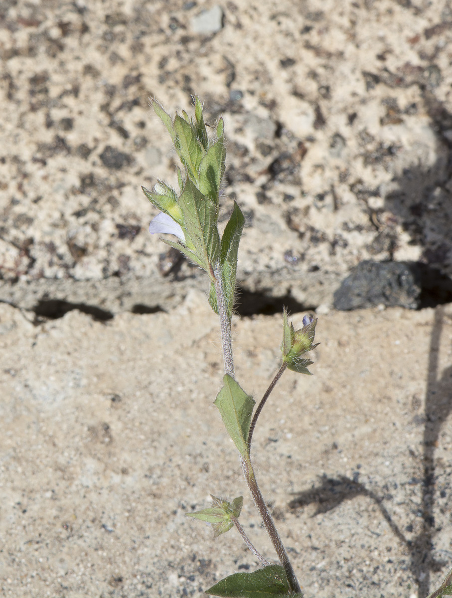 Изображение особи Convolvulus siculus.