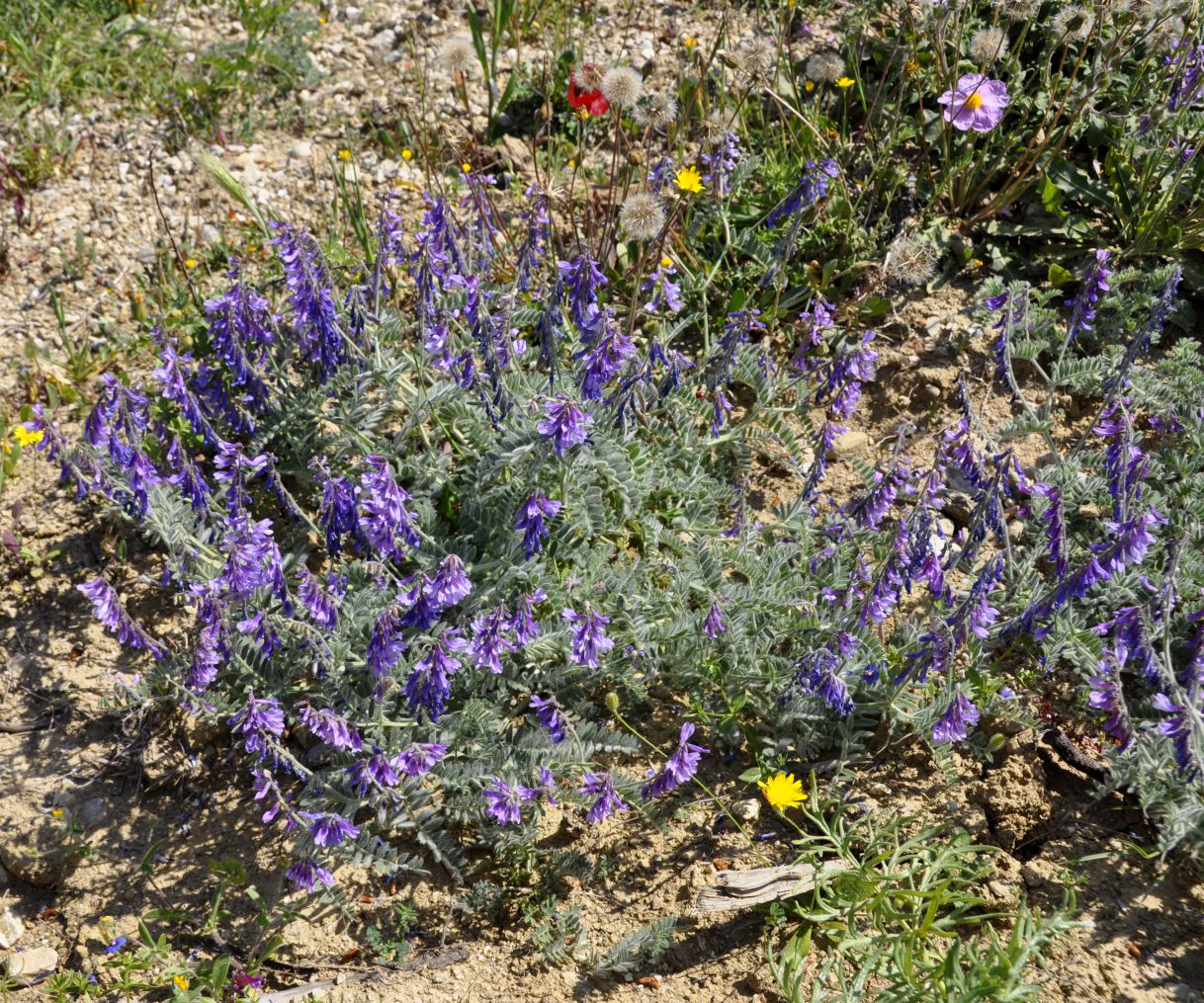 Изображение особи Vicia sibthorpii.