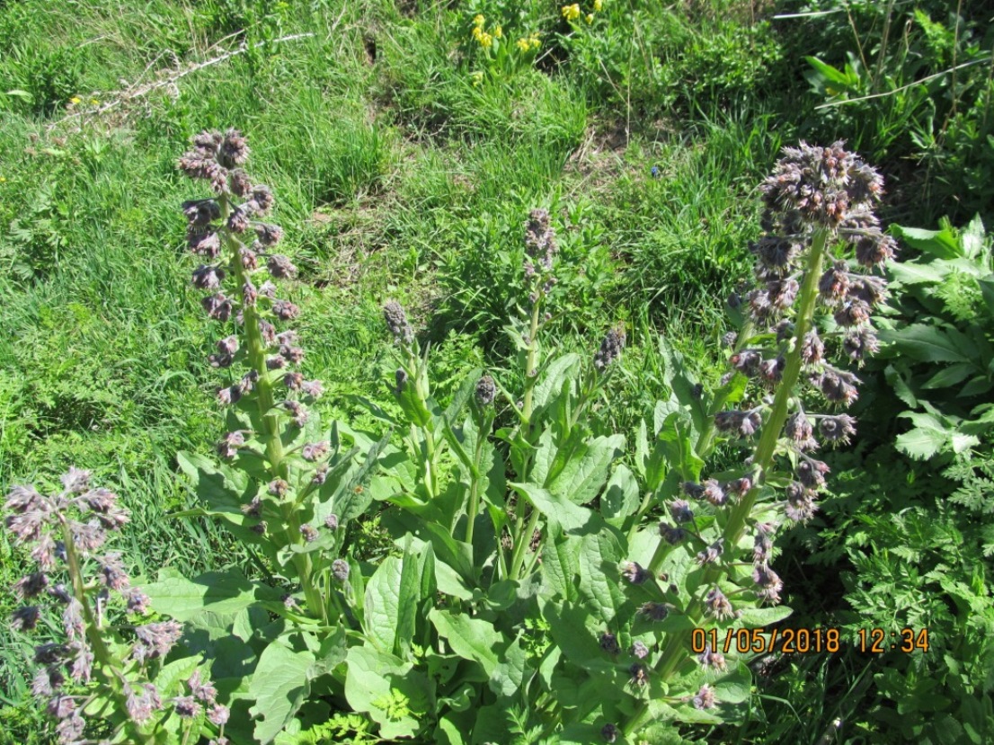 Image of Solenanthus circinnatus specimen.