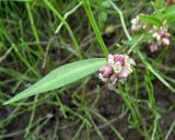 Persicaria lapathifolia