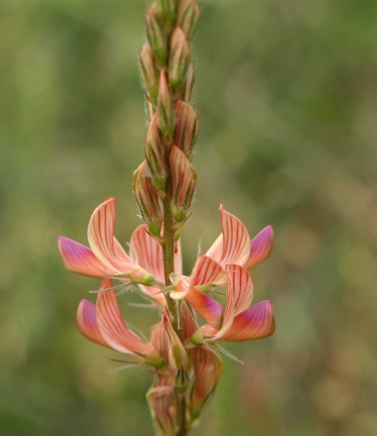 Изображение особи Onobrychis miniata.