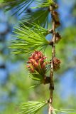 Larix sukaczewii