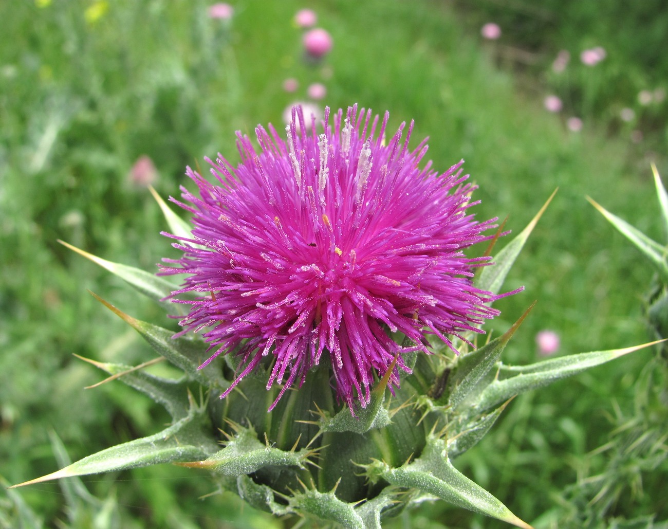 Image of Silybum marianum specimen.