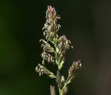 Phalaroides arundinacea