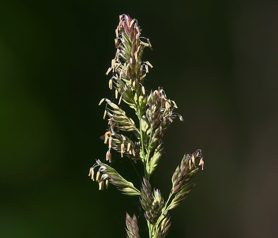 Image of Phalaroides arundinacea specimen.