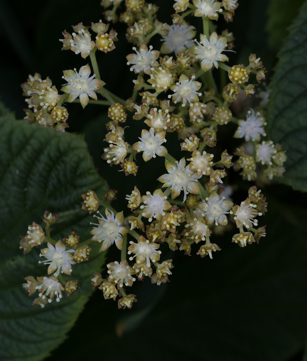 Изображение особи Rodgersia aesculifolia.