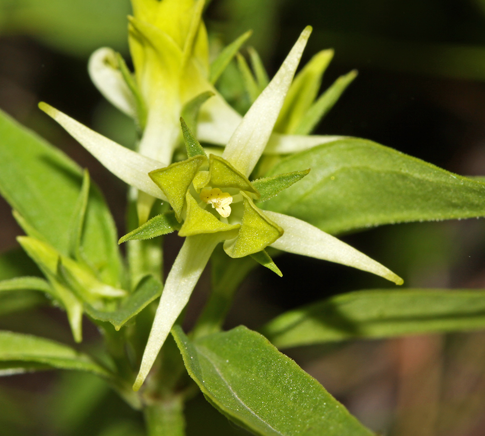 Изображение особи Halenia corniculata.