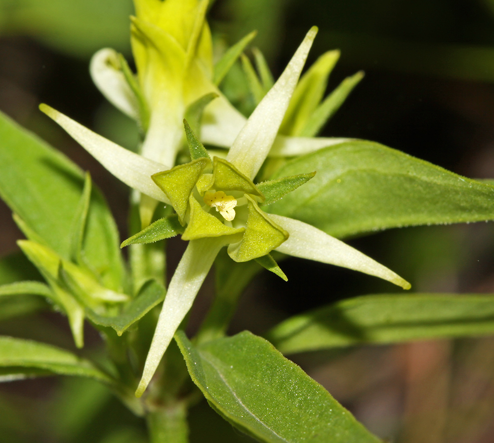 Image of Halenia corniculata specimen.