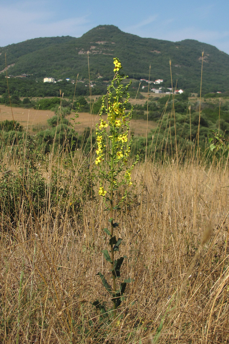 Image of Verbascum pyramidatum specimen.