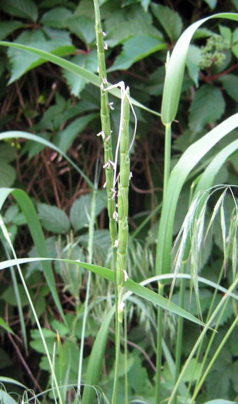 Image of Aegilops cylindrica specimen.