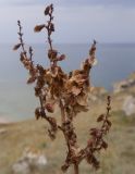Rumex tuberosus subspecies horizontalis. Верхушка плодоносящего растения. Крым, Керченский п-ов, Приазовье, Генеральские пляжи, каменистый приморский склон, в расщелине скалы. 17.06.2018.
