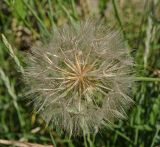 Tragopogon pratensis. Соплодие (вид сверху). Пермь, Свердловский р-н, заросший газон. 24 июля 2018 г.