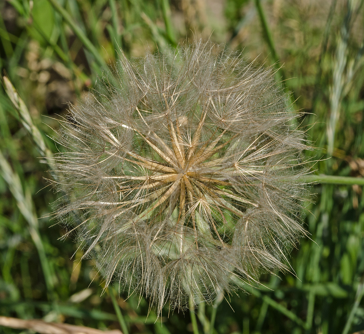 Изображение особи Tragopogon pratensis.